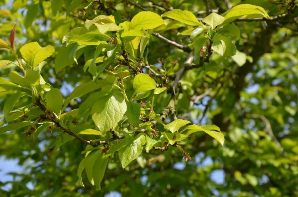 Insecticide et bactéericide contre divers parasites. 
